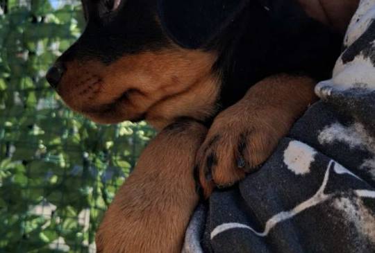 Rotvajler 4 muška šteneta image 1