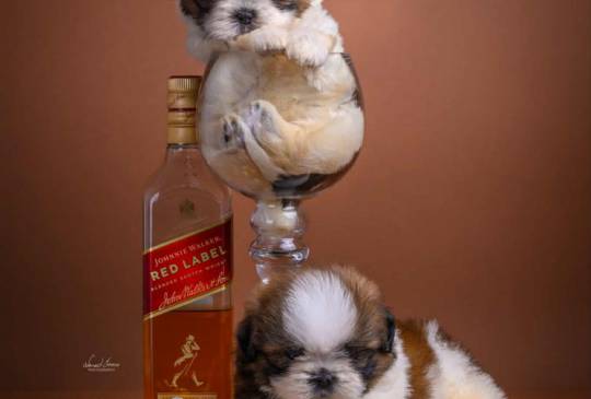 Zapanjujući Shih Tzu štenad