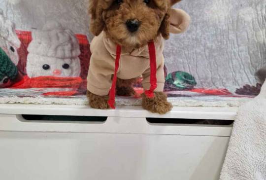 Crvene toy pudle image 1