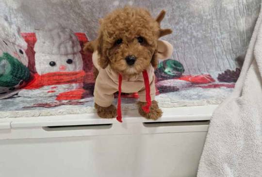 Crvene toy pudle image 2