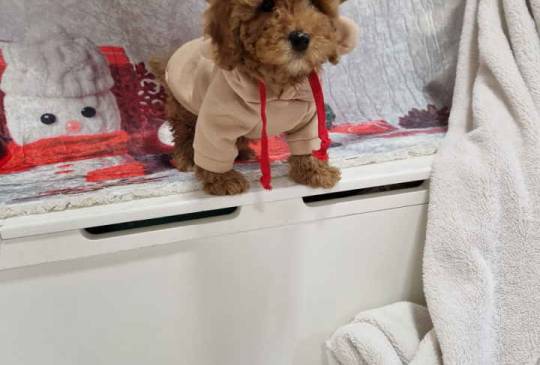 Crvene toy pudle image 3