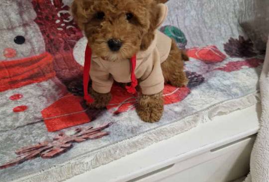 Crvene toy pudle image 4