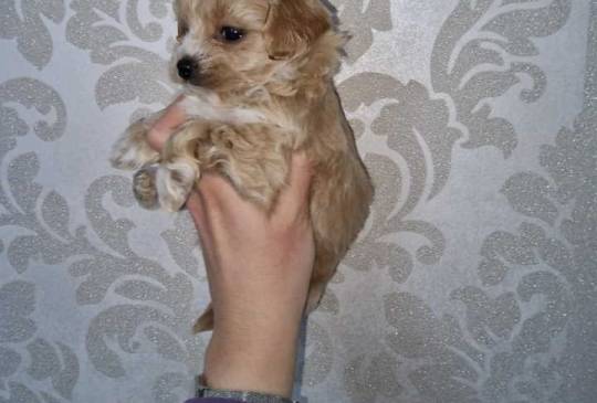 Prodajem preslatke kuce maltipoa image 3