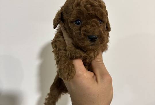 Crvene i aprikot toy pudle image 1