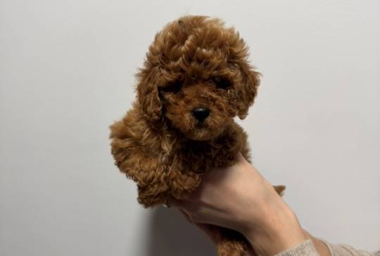 Crvene i aprikot toy pudle image 2