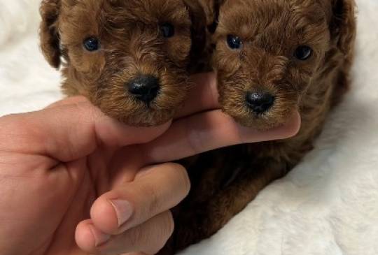 Crvene i aprikot toy pudle image 3