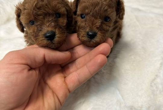 Crvene i aprikot toy pudle image 4