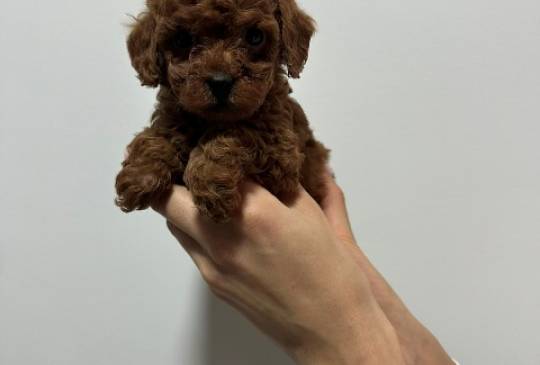 Crvene i aprikot toy pudle image 5