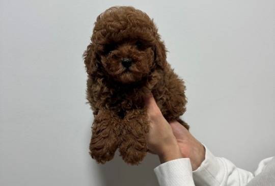 Crvene i aprikot toy pudle image 6