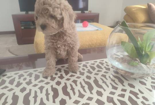 Mini Pudla prelepi stenci image 2