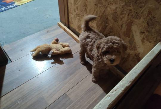 Mini Pudla prelepi stenci image 3