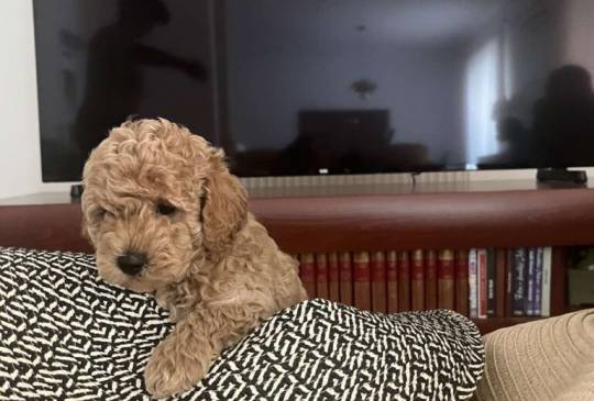 Mini Pudla prelepi stenci image 5