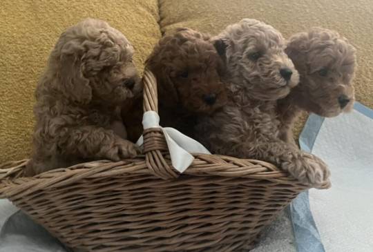 Mini Pudla prelepi stenci image 6