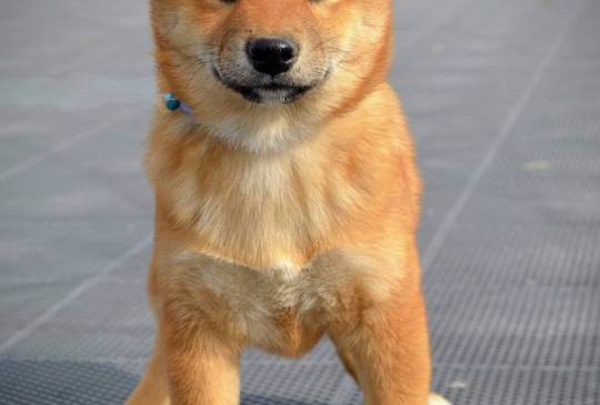 Šiba Inu štenci image 2