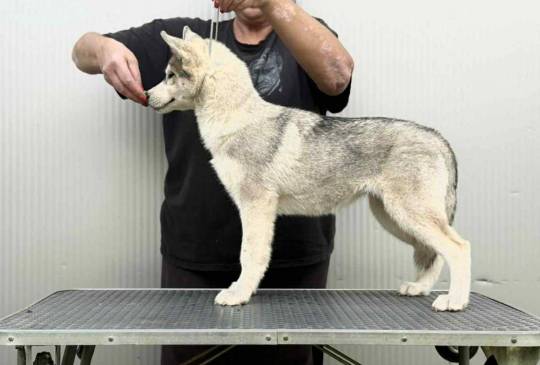 Sibirski Haski žensko štene image 2