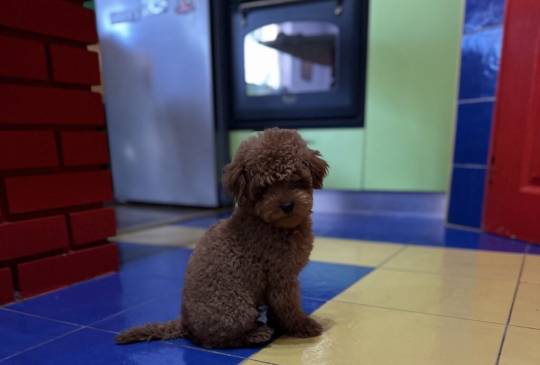 Toy Pudla kvalitetni štenci image 2