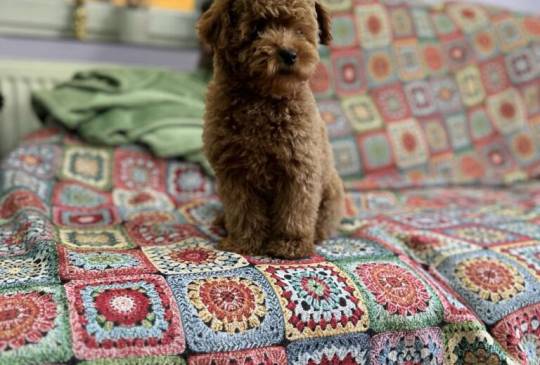 Toy Pudla kvalitetni štenci image 3