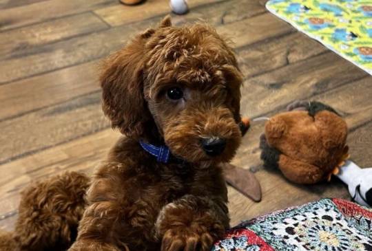 Toy Pudla kvalitetni štenci image 4