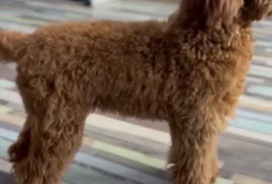 Toy Pudla kvalitetni štenci image 5