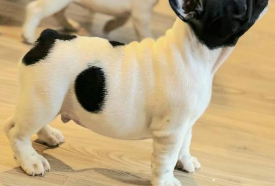 Francuski Buldog prelepi štenci image 3