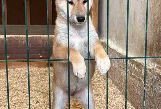 Shiba inu štenci od vrhunskih roditelja image 2