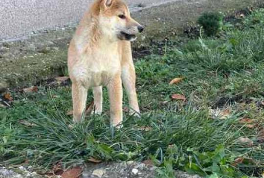 Shiba inu štenci od vrhunskih roditelja image 3