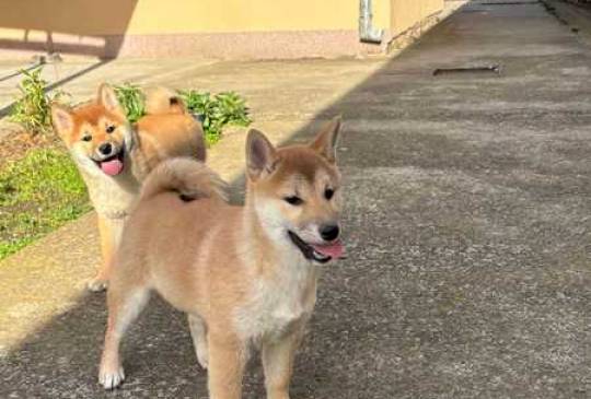 Shiba inu štenci od vrhunskih roditelja image 4