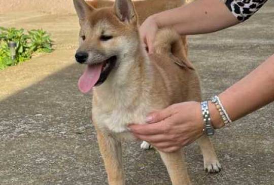 Shiba inu štenci od vrhunskih roditelja image 5