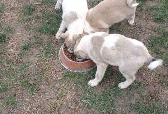 Štenci Zapadno Sibirske Lajke image 2