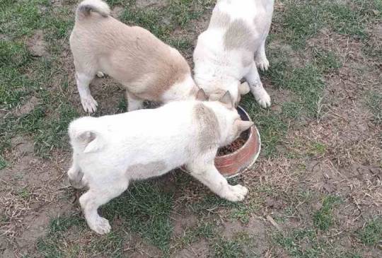 Štenci Zapadno Sibirske Lajke image 3