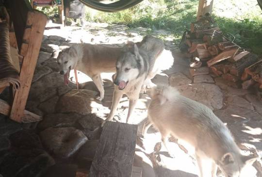 Štenci Zapadno Sibirske Lajke image 6