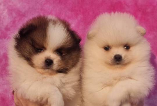 Pomeranac prelepi štenci image 3