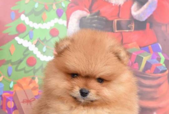 Pomeranac prelepi štenci image 5