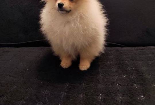 Štenci pomeranskog špica image 1