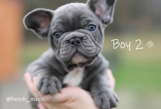 Plavi i merle egzoticni francuski buldoz image 2