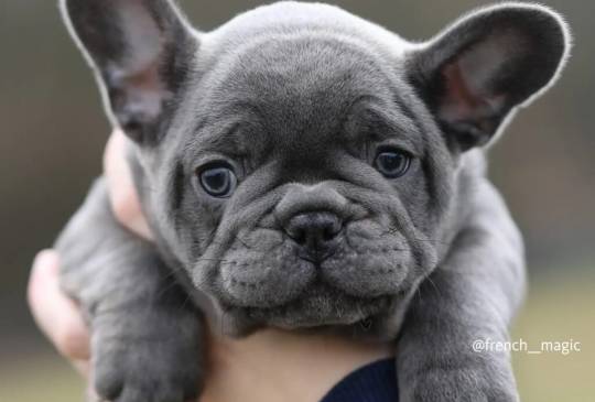 Plavi i merle egzoticni francuski buldoz image 3