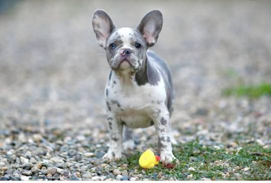 Plavi i merle egzoticni francuski buldoz image 4