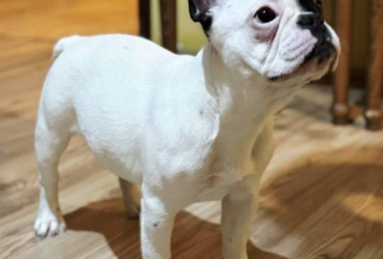 Francuski Buldog prelepo štene image 2