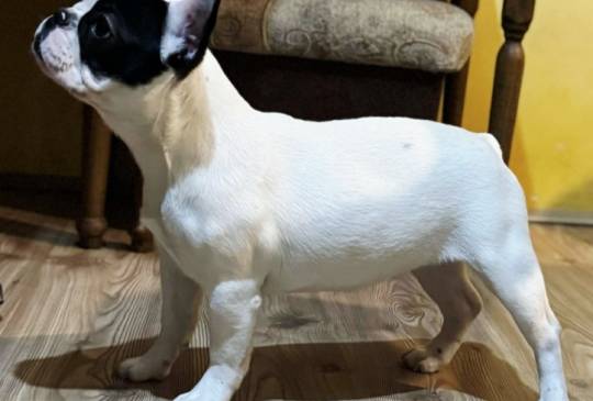 Francuski Buldog prelepo štene image 3