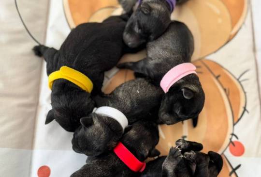 Patuljasti Snaucer prelepi stenci image 2