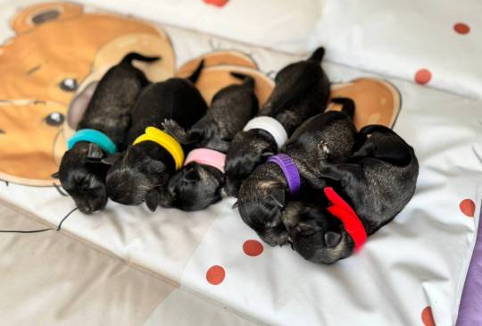 Patuljasti Snaucer prelepi stenci image 3