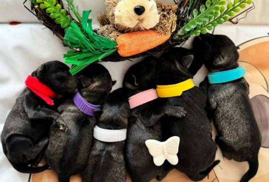 Patuljasti Snaucer prelepi stenci image 4