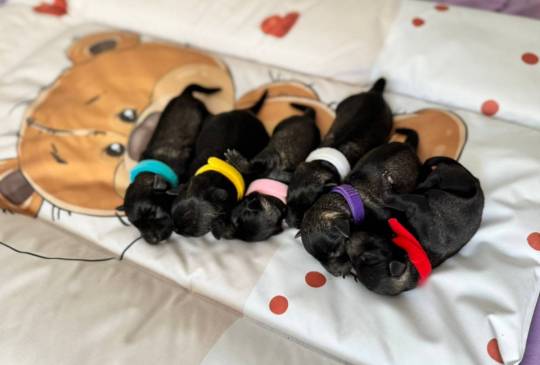 Patuljasti Snaucer prelepi stenci image 5