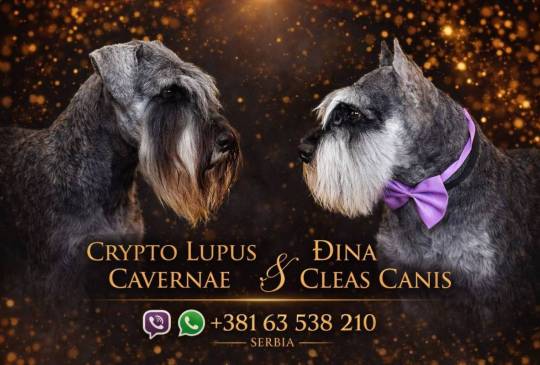 Patuljasti Snaucer prelepi stenci image 6