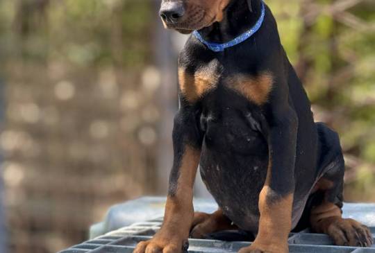 Prodaju se prelepi štenci dobermana image 6