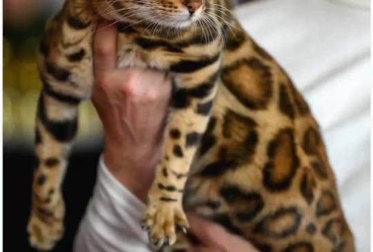 MMaestro_bengal macici image 4