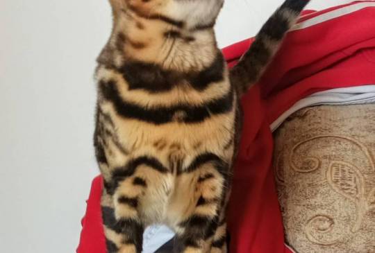 MMaestro_bengal macici image 5