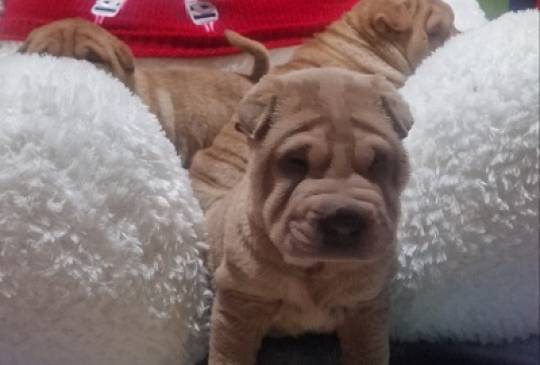 Šar pej štenci image 5