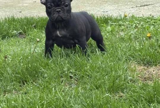 Dve ženke francuskog buldoga image 1