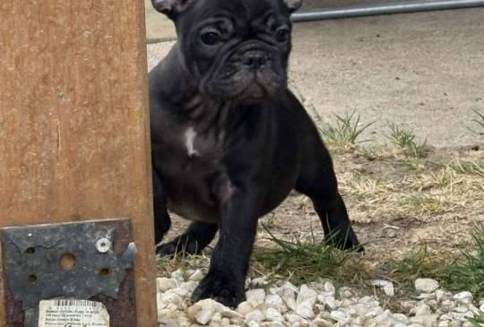 Dve ženke francuskog buldoga image 2